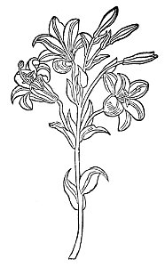Lilium album Gart