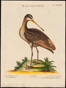 Limosa fedoa - 1700-1880 - Print - Iconographia Zoologica - Special Collections University of Amsterdam - UBA01 IZ17400031