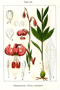 Lilium martagon Sturm29