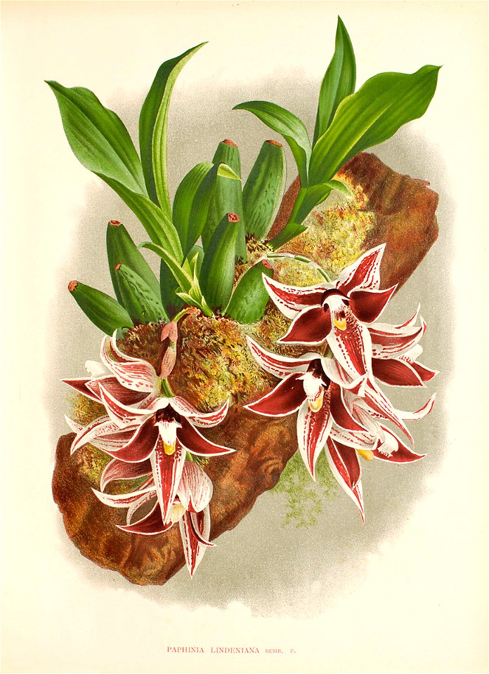 Lindeniana