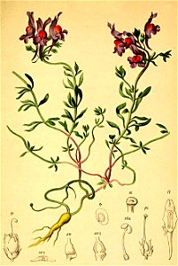 Linaria alpina Atlas Alpenflora