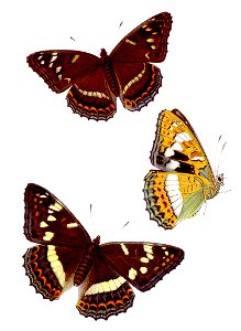 Limenitis populi - Großer Eisvogel