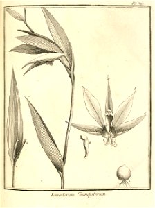 Limodorum grandiflorum Aublet 1775 pl 321