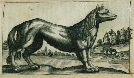 Lion - Busbeck Avgerii Gislenii Von - 1664