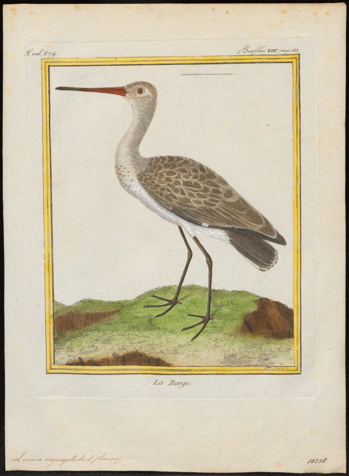 Limosa aegocephala - 1700-1880 - Print - Iconographia Zoologica - Special Collections University of Amsterdam - UBA01 IZ17400007