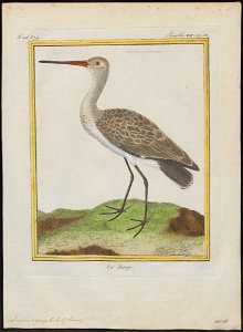 Limosa aegocephala - 1700-1880 - Print - Iconographia Zoologica - Special Collections University of Amsterdam - UBA01 IZ17400007