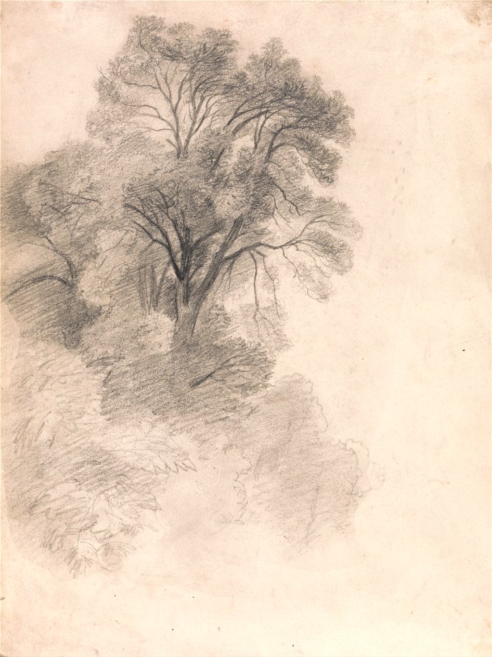 Lionel Constable - Study of Ash Trees - Google Art Project