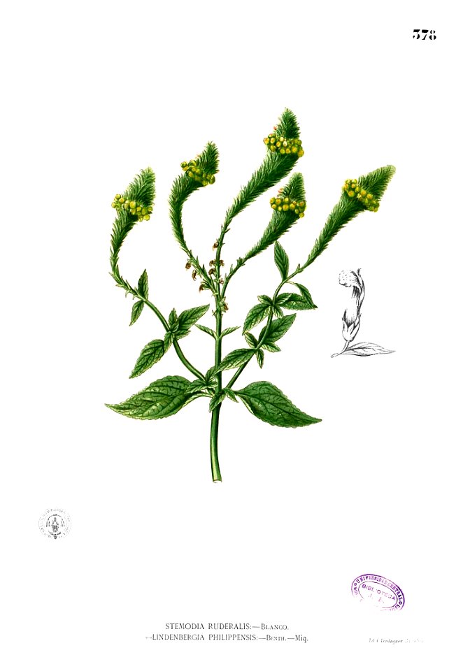 Lindenbergia philippensis Blanco2.378