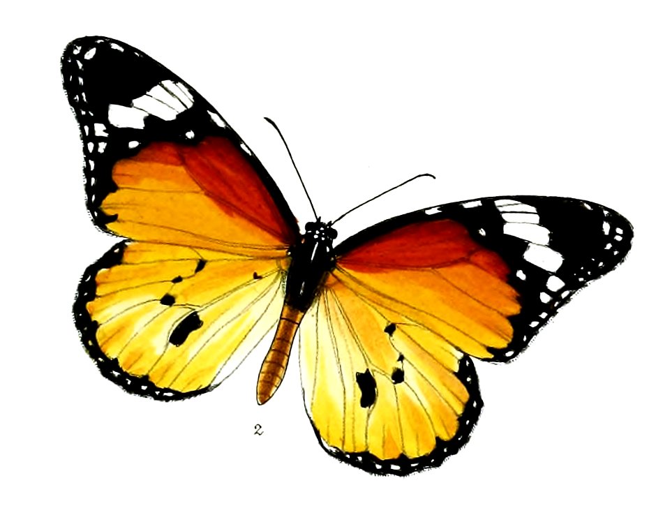 LimnasAlcippoidesM 9 2