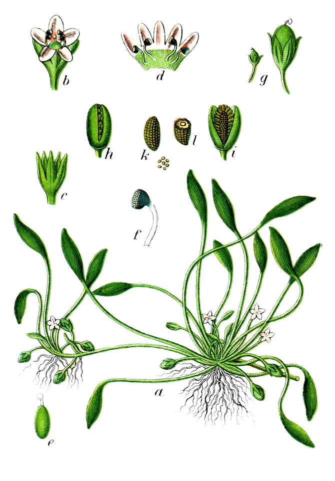 Limosella aquatica Sturm32-cropped