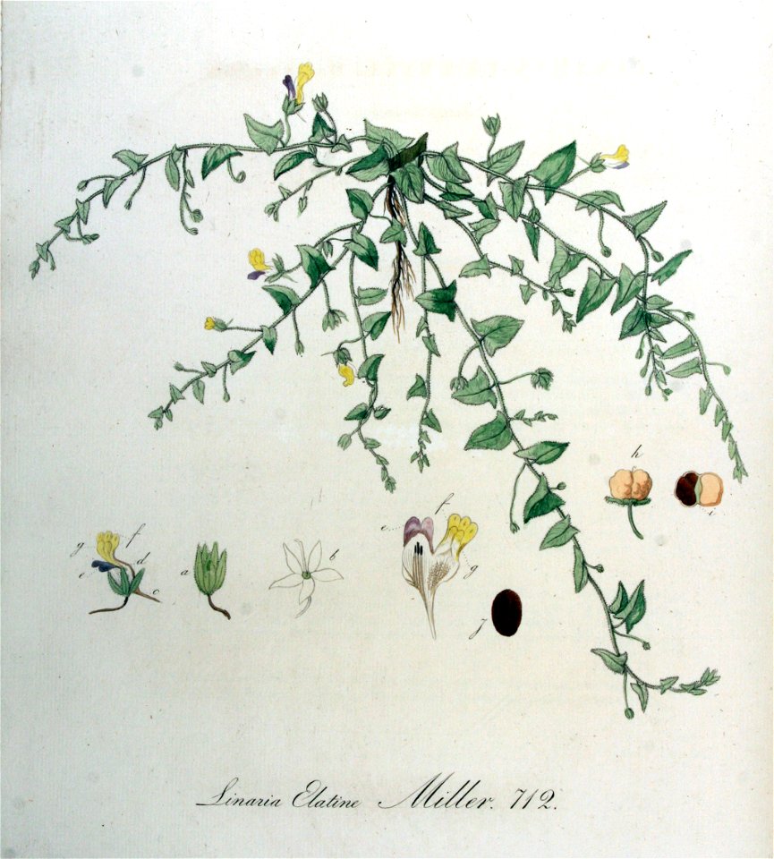 Linaria elatine — Flora Batava — Volume v9