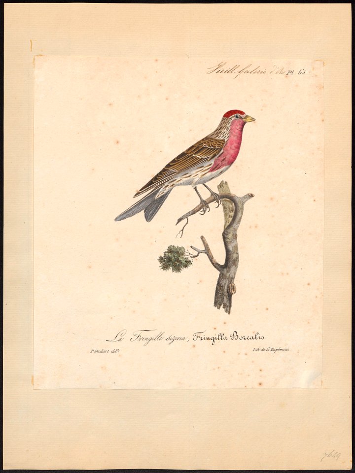 Linaria linaria - 1825-1834 - Print - Iconographia Zoologica - Special Collections University of Amsterdam - UBA01 IZ16000217