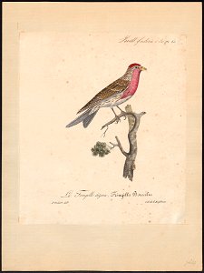 Linaria linaria - 1825-1834 - Print - Iconographia Zoologica - Special Collections University of Amsterdam - UBA01 IZ16000217