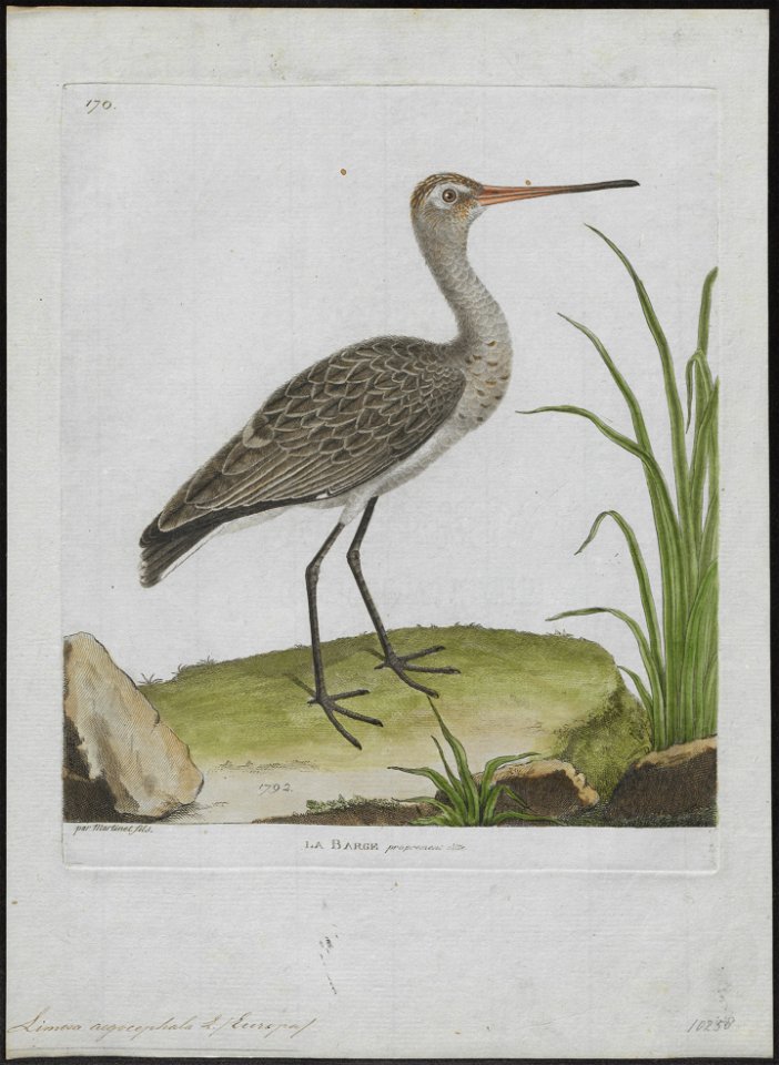 Limosa aegocephala - 1790-1796 - Print - Iconographia Zoologica - Special Collections University of Amsterdam - UBA01 IZ17400009