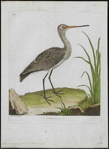 Limosa aegocephala - 1790-1796 - Print - Iconographia Zoologica - Special Collections University of Amsterdam - UBA01 IZ17400009
