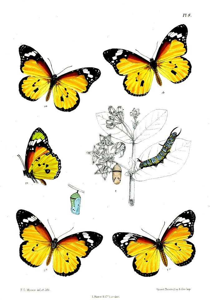 LimnasChrysippus 8