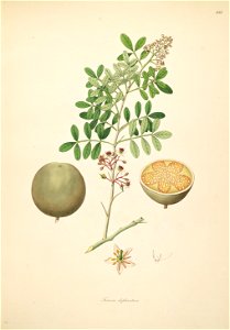 Limonia acidissima Roxburgh 1798 2-141