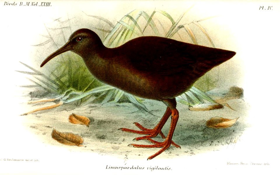 LimnopardalusVigilantisKeulemans
