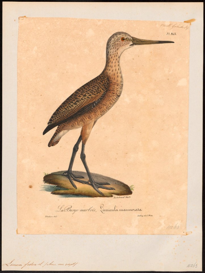 Limosa fedoa - 1825-1834 - Print - Iconographia Zoologica - Special Collections University of Amsterdam - UBA01 IZ17400027