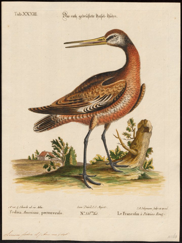 Limosa fedoa - 1700-1880 - Print - Iconographia Zoologica - Special Collections University of Amsterdam - UBA01 IZ17400033