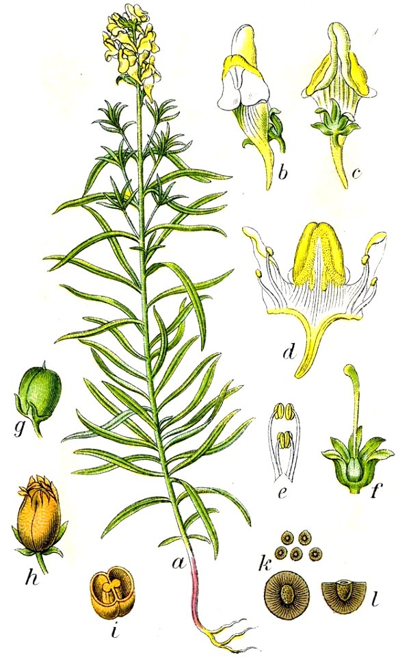 Linaria vulgaris Sturm10027