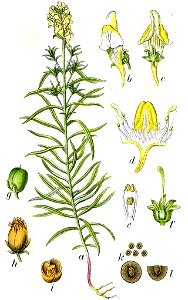 Linaria vulgaris Sturm10027