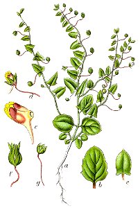 Linaria elatine Sturm22