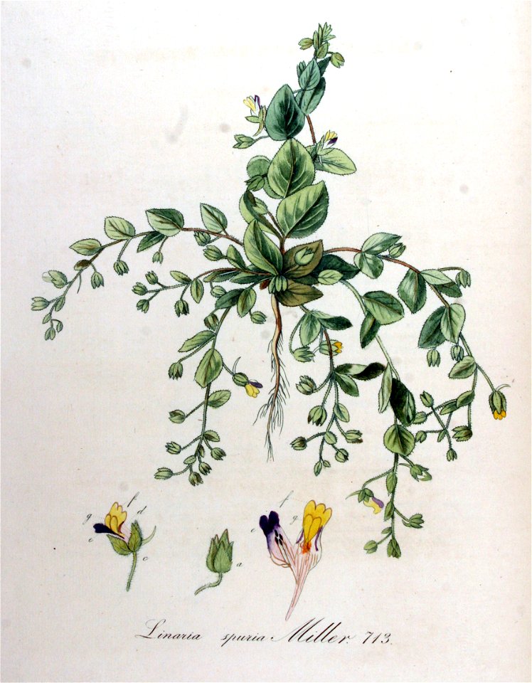 Linaria spuria — Flora Batava — Volume v9