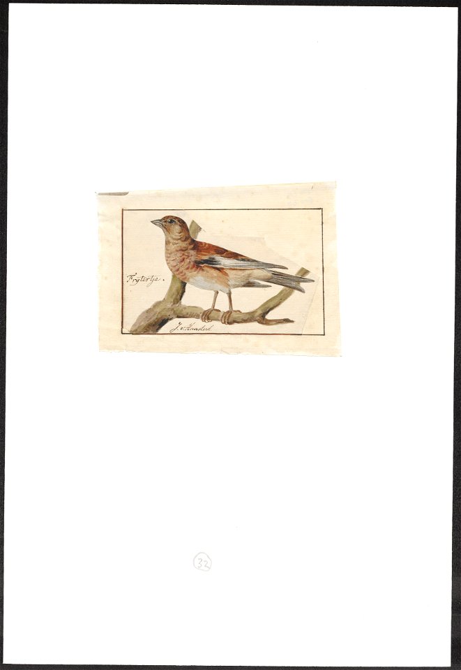 Linaria cannabina - vrouw - 1753-1834 - Print - Iconographia Zoologica - Special Collections University of Amsterdam - UBA01 IZA1000266