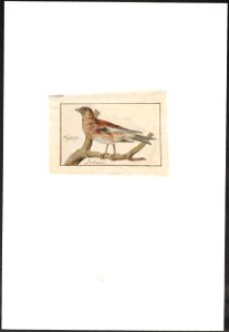 Linaria cannabina - vrouw - 1753-1834 - Print - Iconographia Zoologica - Special Collections University of Amsterdam - UBA01 IZA1000266
