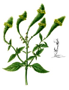 Lindenbergia philippensis Blanco2.378-cropped