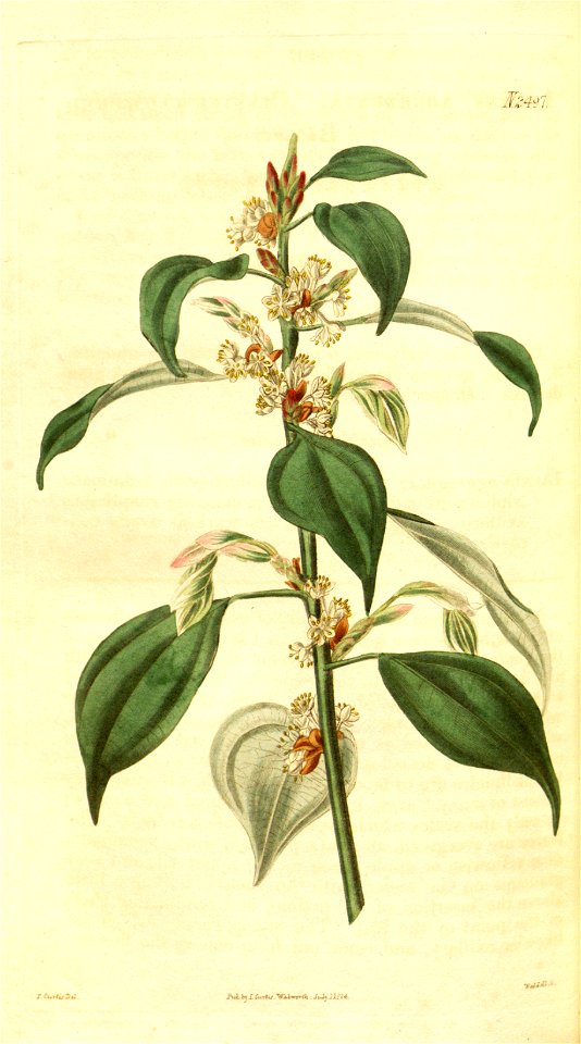 Lindera aggregata Curtis 1824 vol 51 pl 2497