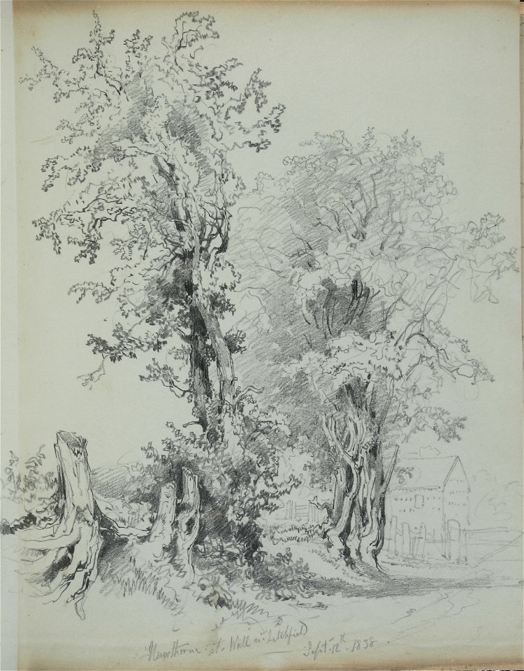 Lines family sketchbook - Disc1 015 - Hawthorne at Wall, Lichfield