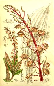 Liparis tricallosa - Curtis' 127 (Ser. 3 no. 57) pl. 7804 (1901)