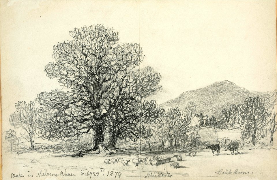 Lines family sketchbook - Oaks on Malvern Chase 040