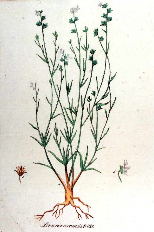 Linaria arvensis — Flora Batava — Volume v12