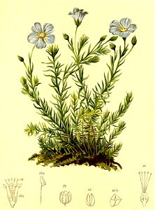 Linum alpinum Atlas Alpenflora
