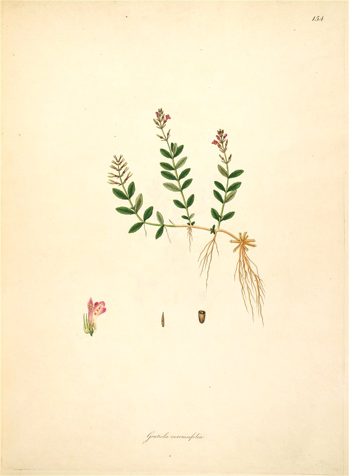Lindernia antipoda Roxburgh 1798 2-154