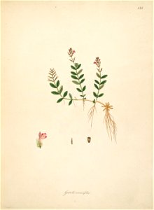 Lindernia antipoda Roxburgh 1798 2-154