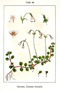 Linnaea borealis Sturm12046
