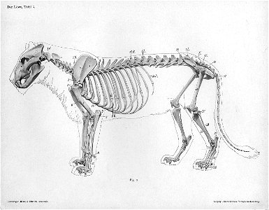 Lion anatomy lateral skeleton view