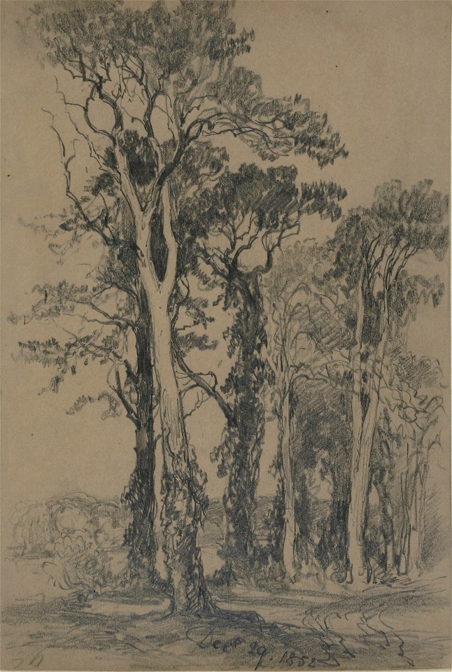 Lines family sketchbook - Tall trees 024