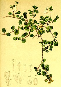 Linnaea borealis Atlas Alpenflora