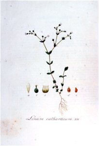 Linum catharticum — Flora Batava — Volume v7