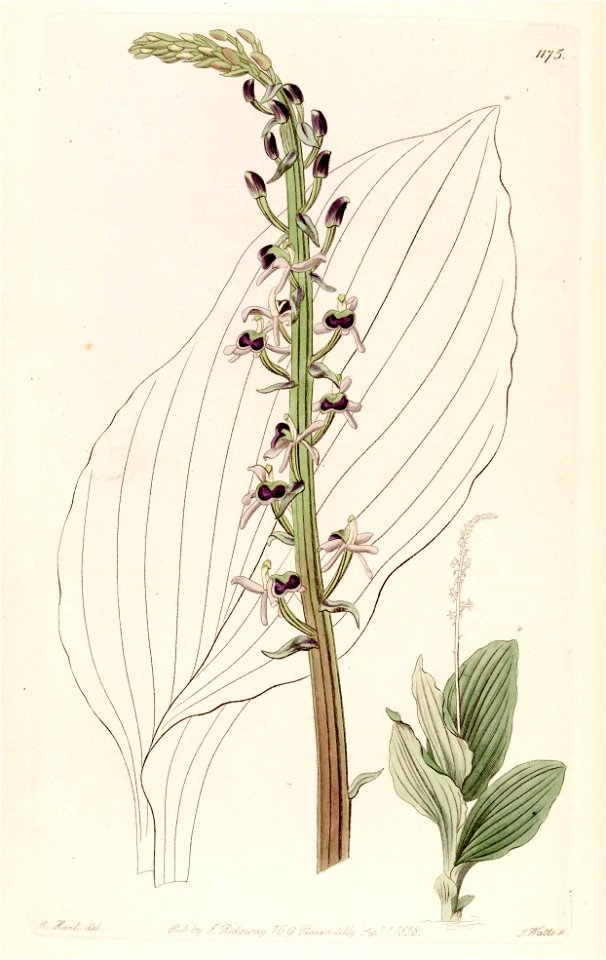 Liparis nervosa subsp. nervosa (as Liparis elata) - Bot. Reg. 14 pl. 1175 (1828)