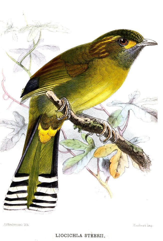 Liocichla steerii Keulemans