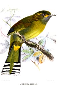 Liocichla steerii Keulemans