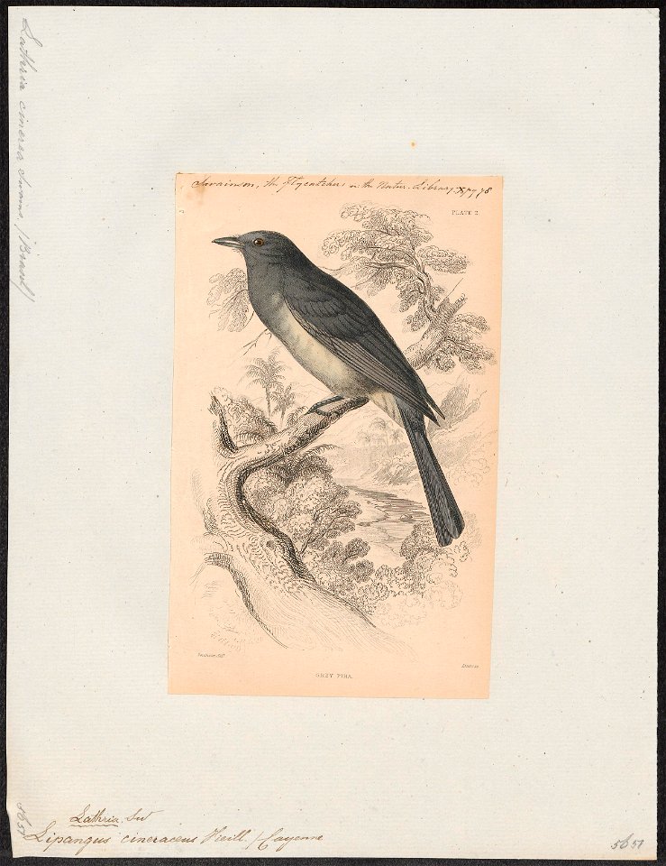 Lipangus cineraceus - 1838 - Print - Iconographia Zoologica - Special Collections University of Amsterdam - UBA01 IZ16600111