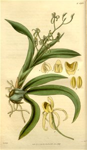 Liparis reflexa (as Liparis foliosa) - Curtis' 54 (N.S. 1) pl. 2709 (1827)