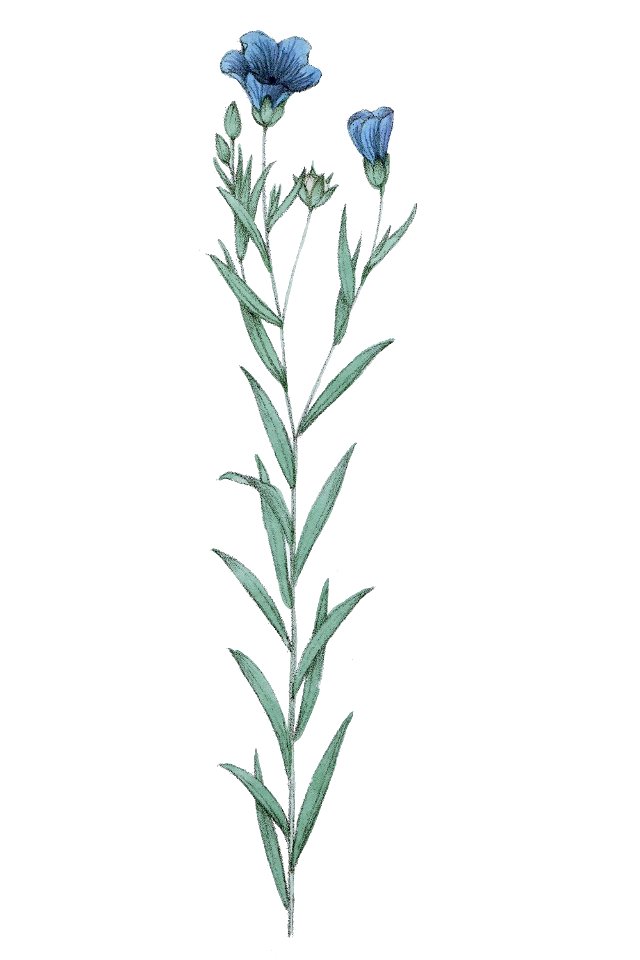 Linum usitatissimum L ag1